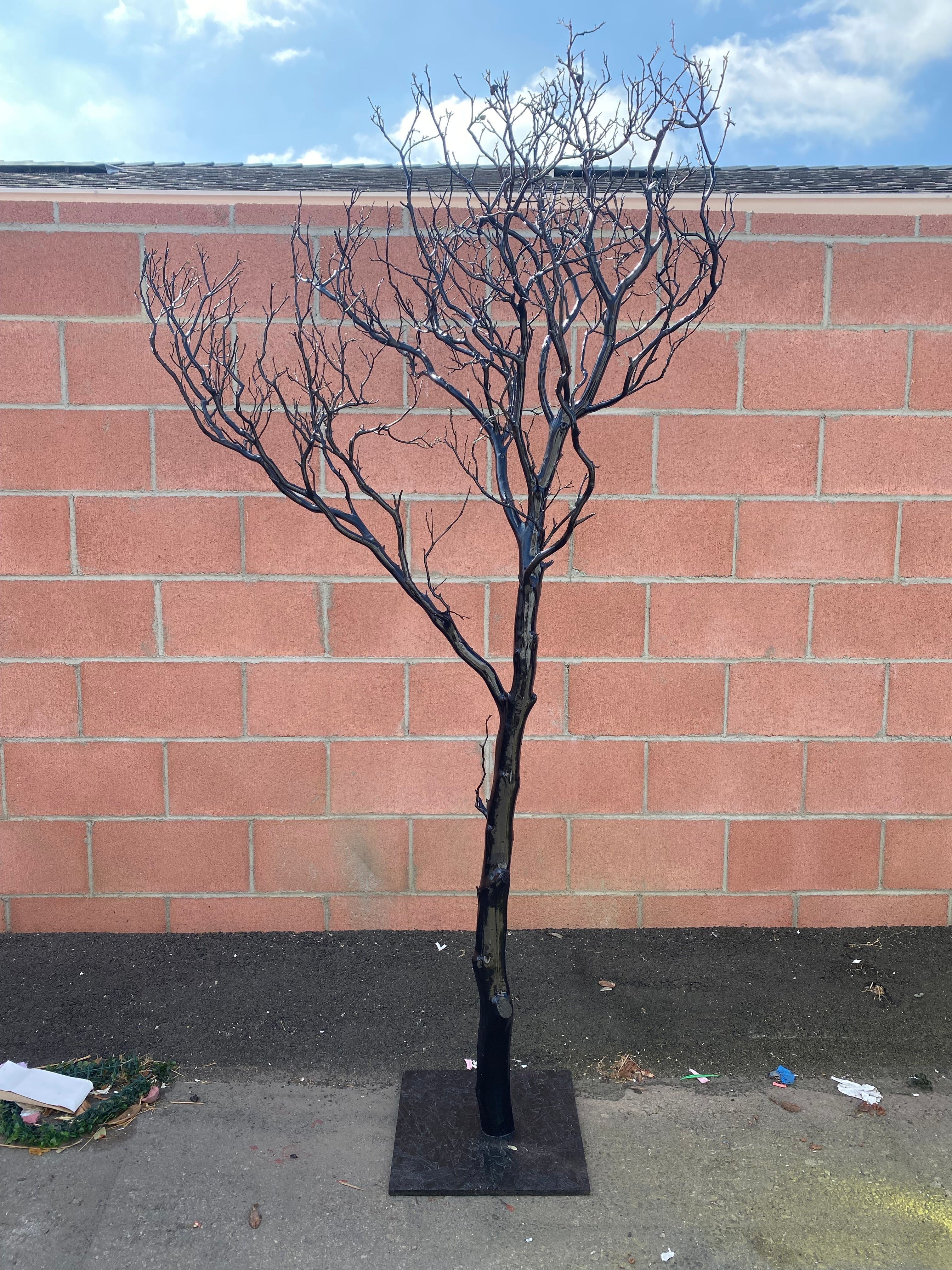 Black Manzanita Tree