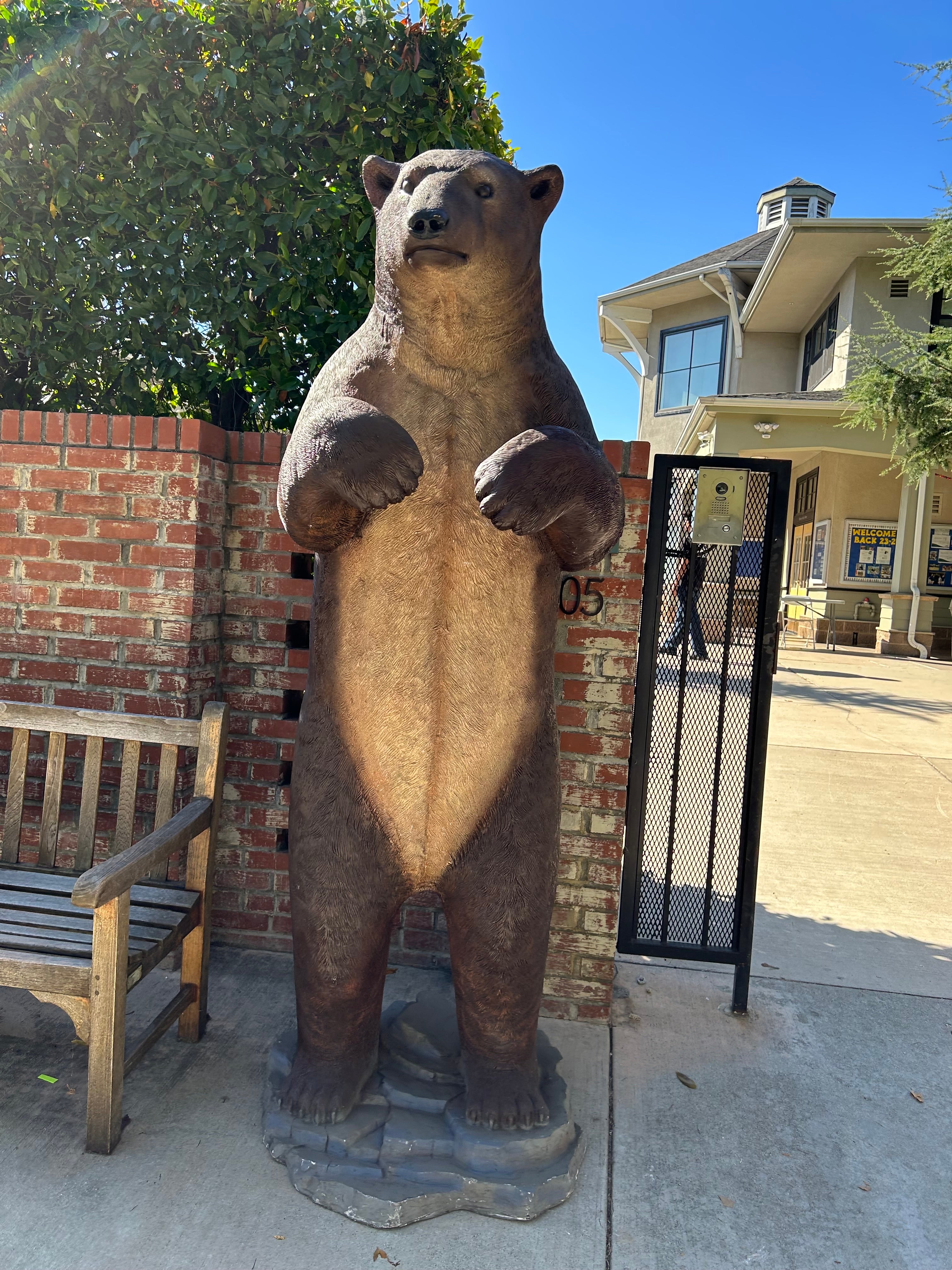 Brown Grizzly Bear