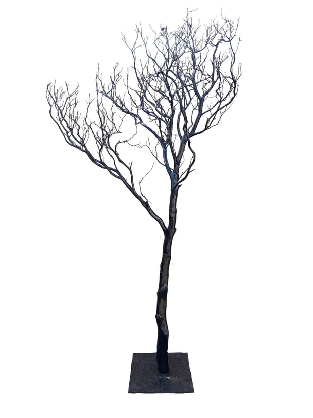 Black Manzanita Tree