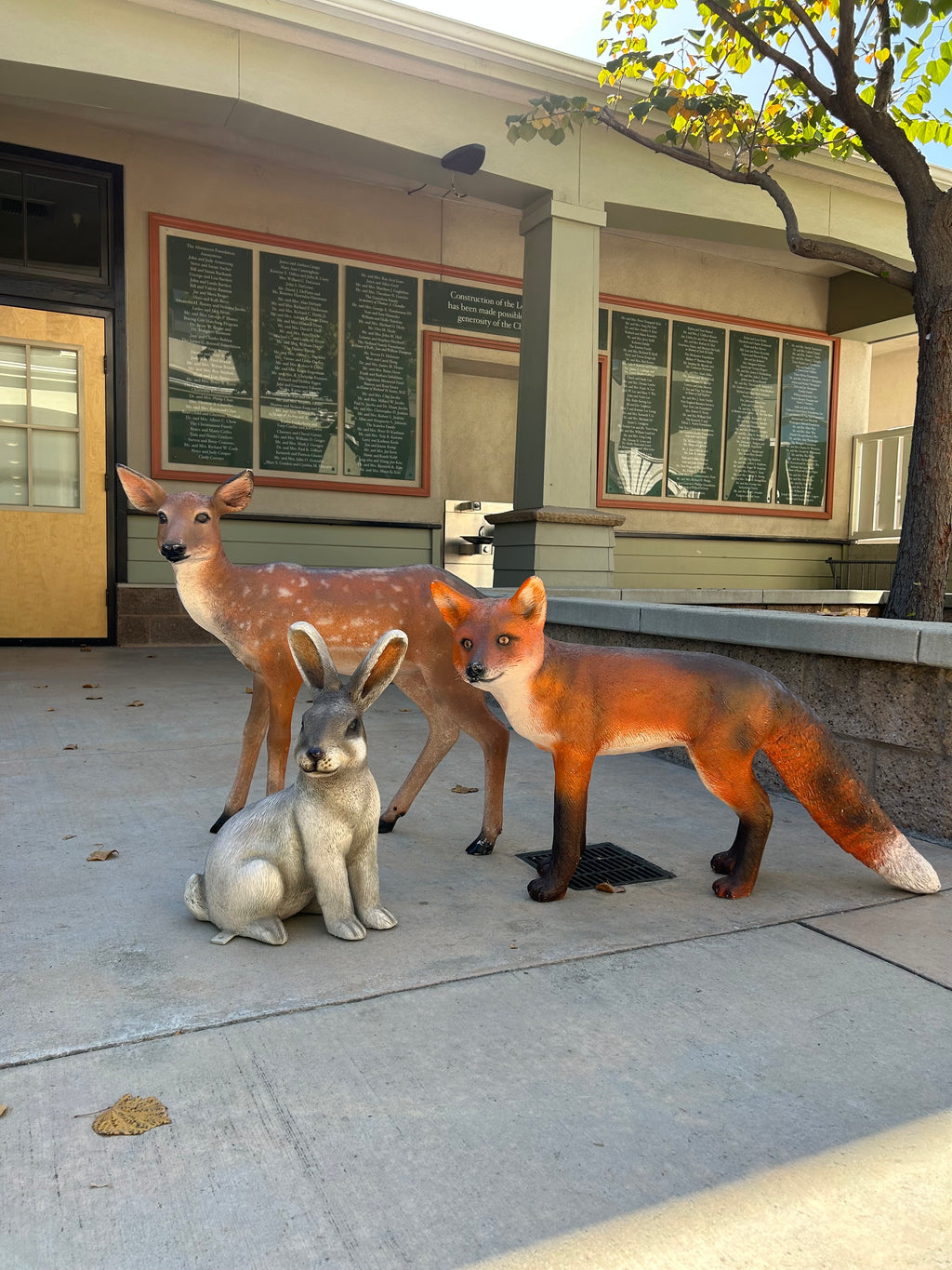 Red Fox