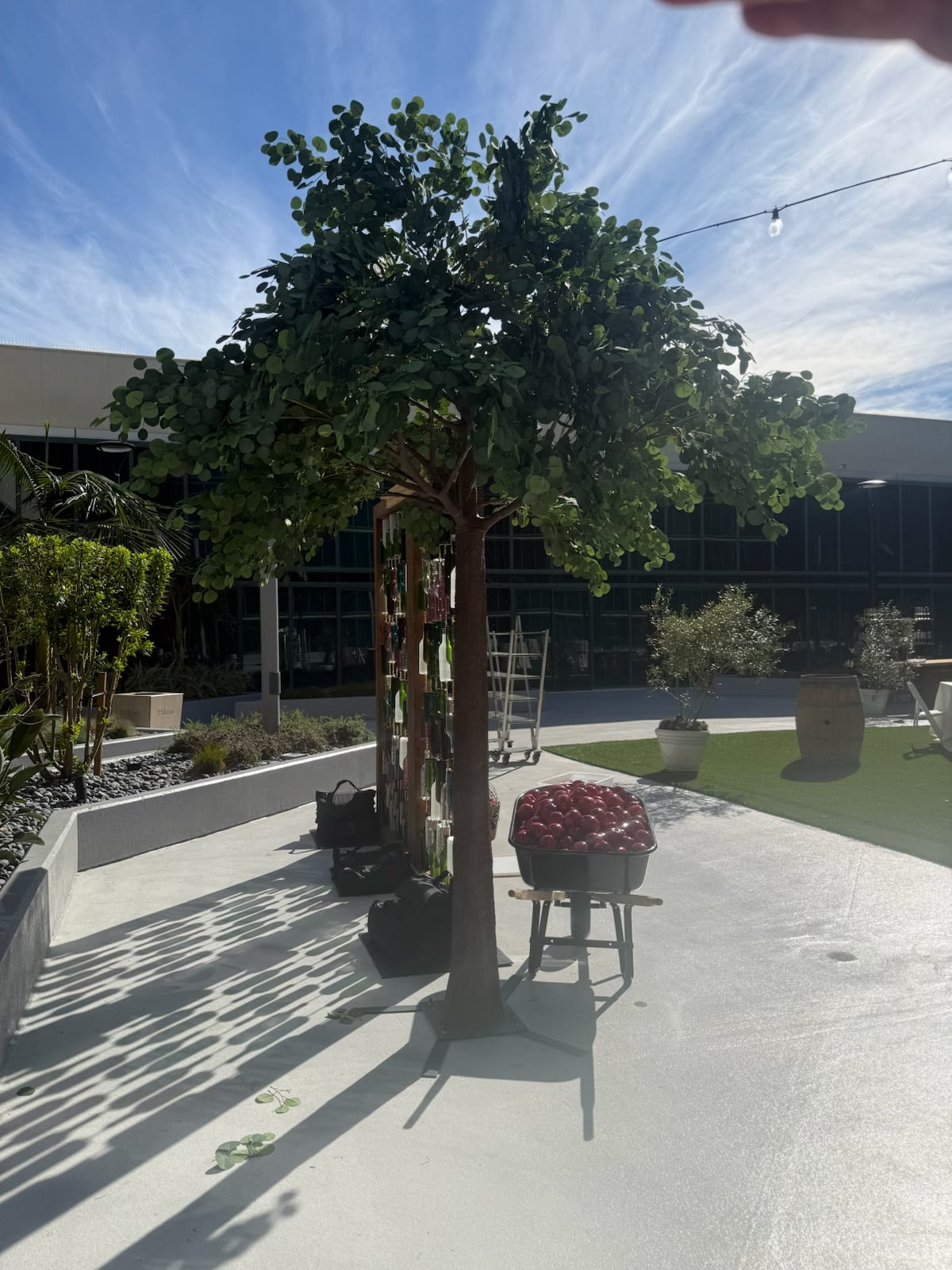 12 Foot Fig Green Leaf Tree