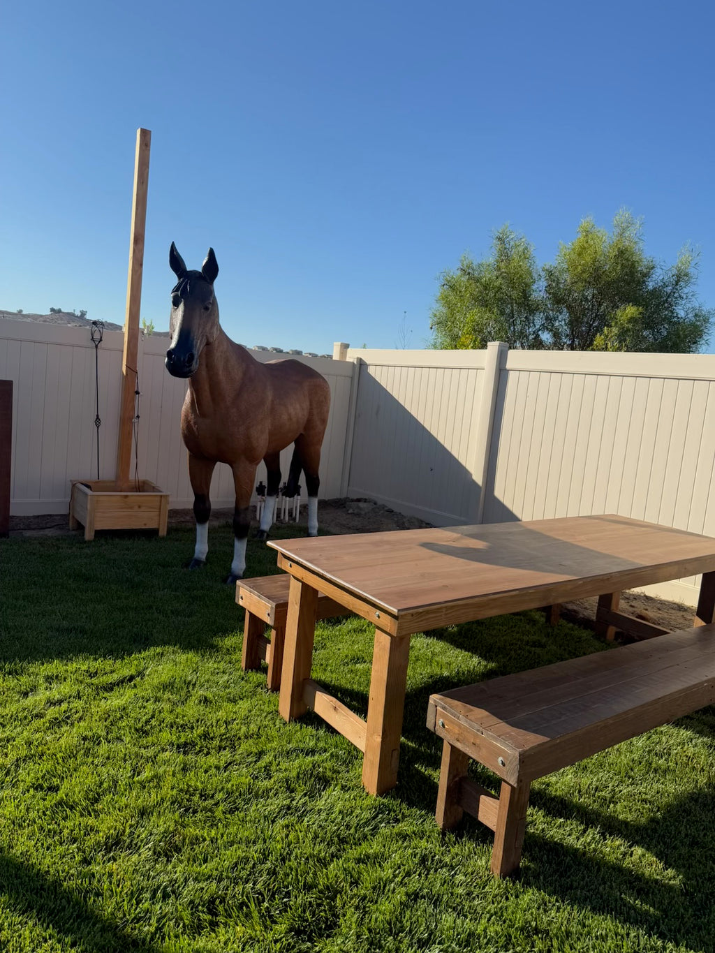 Large Tan & White Horse