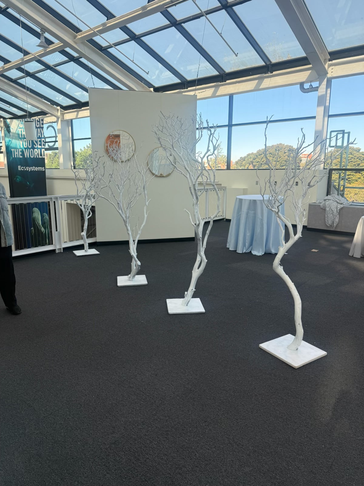 White Manzanita Tree