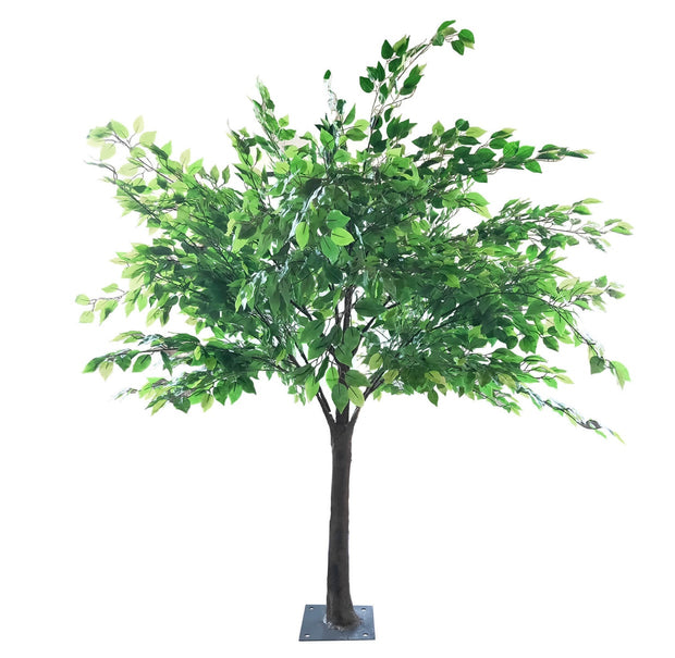 5 Foot Fig Green Leaf Tree