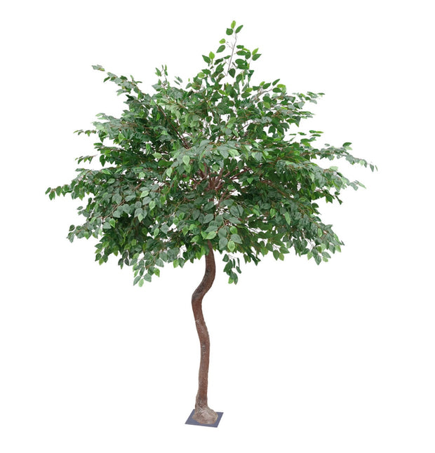 8 Foot Fig Green Leaf Tree