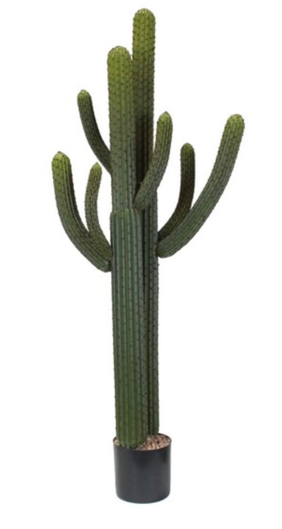 Whisker Cactus