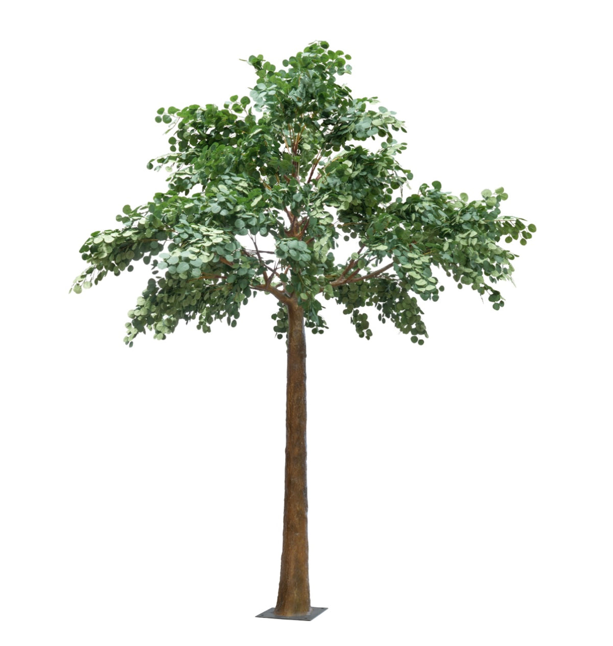 12 Foot Fig Green Leaf Tree