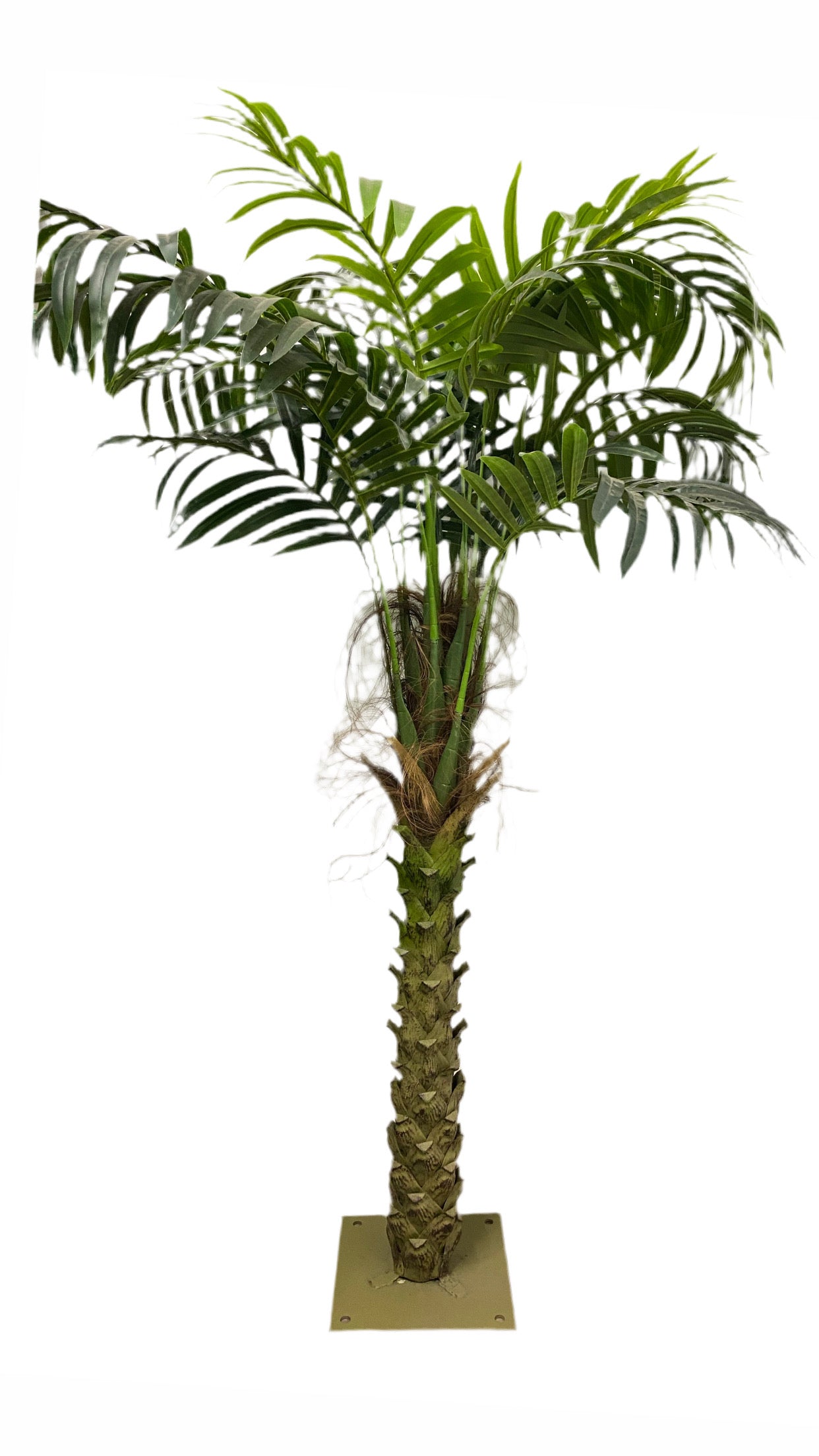 Tropical Palm Tree