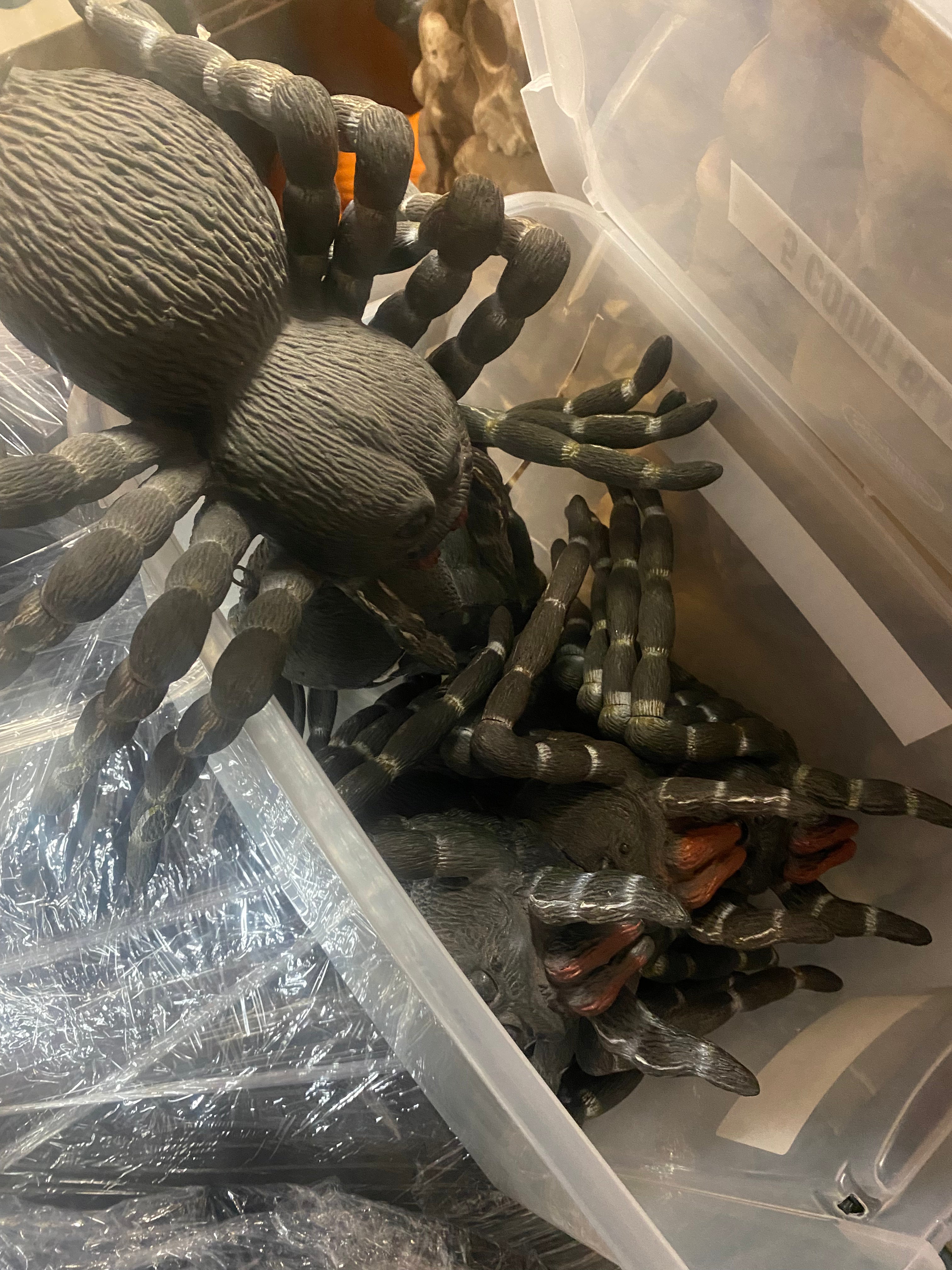 Box Of Large Spiders