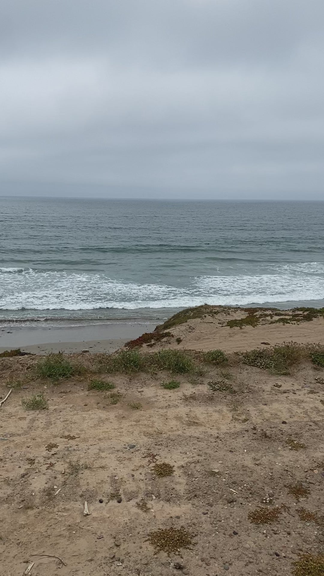 Pteranodon Dinosaur Egg