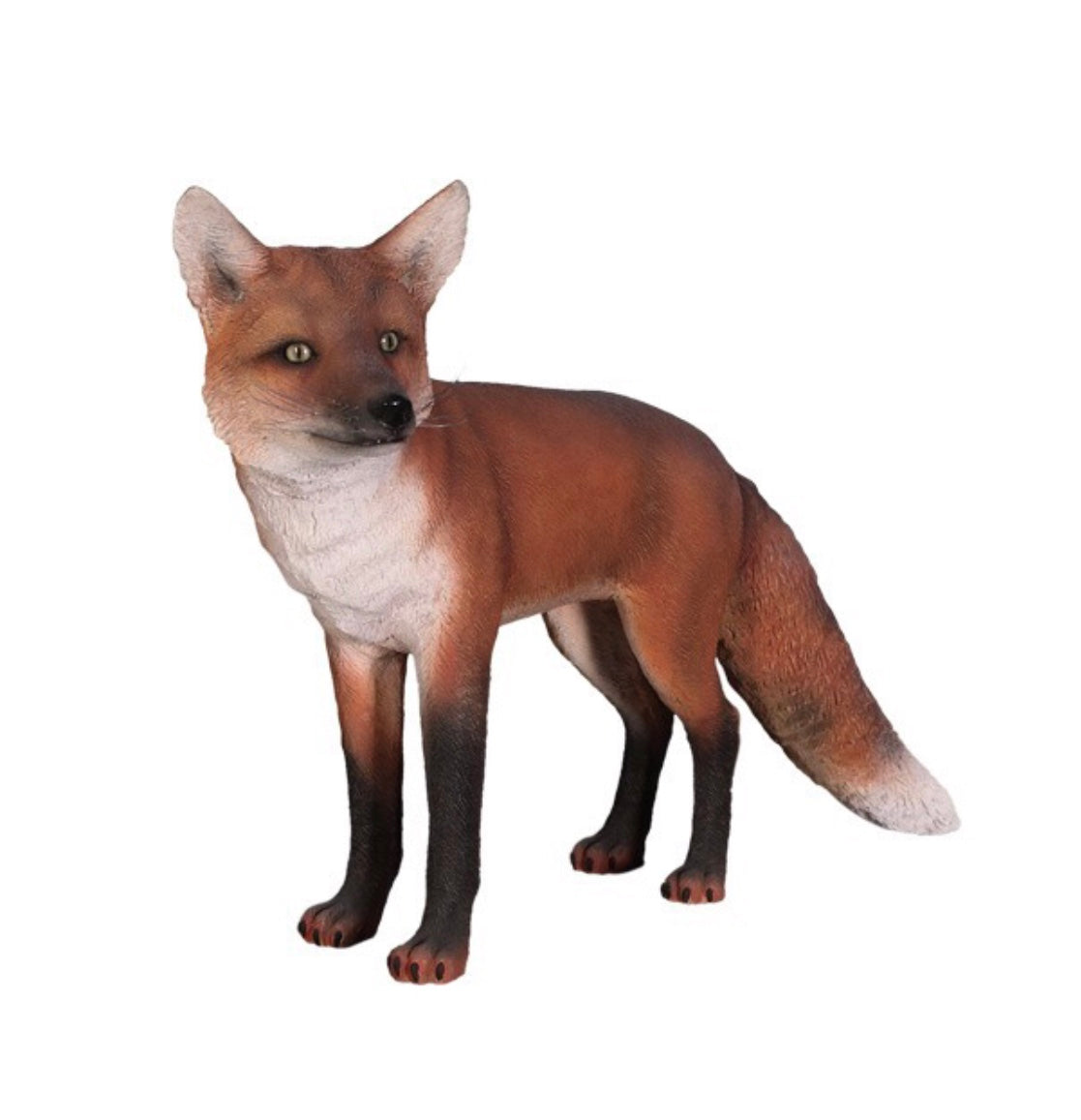 Red Fox