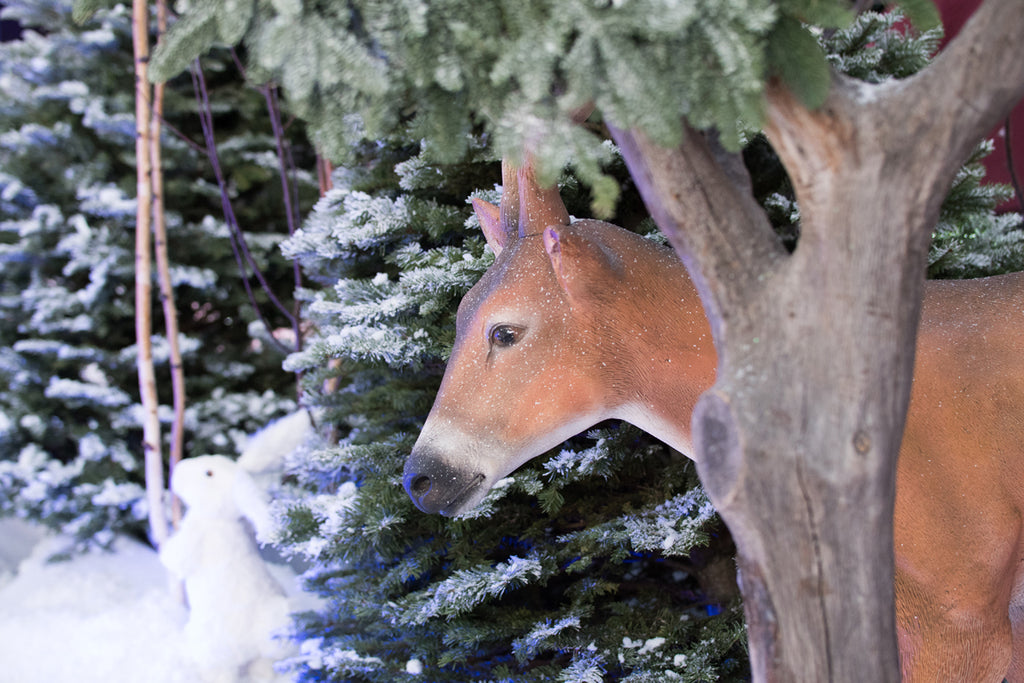 Young Deer