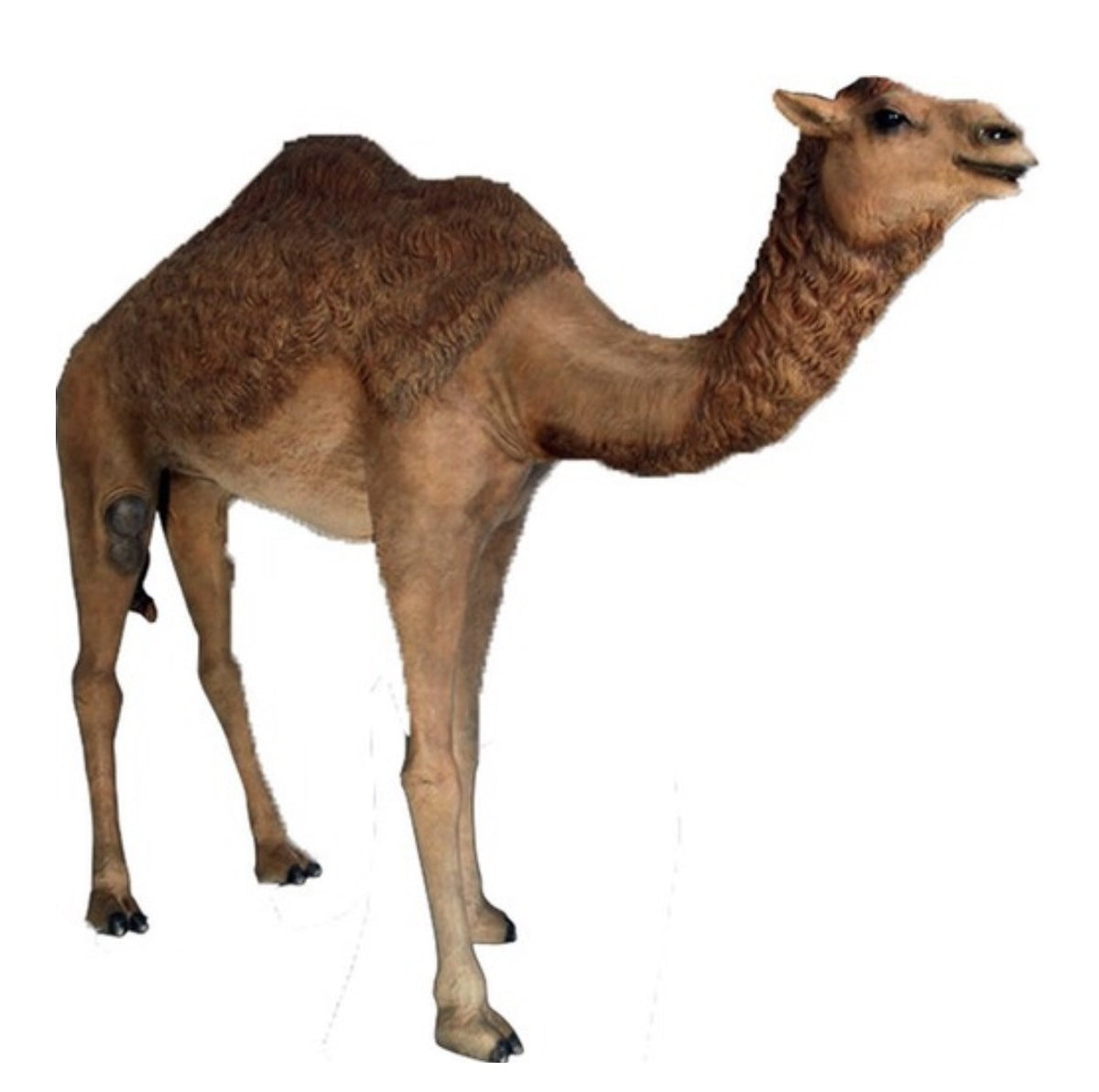 Camel