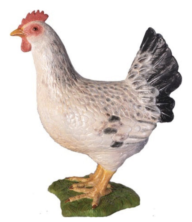 White Chicken Hen