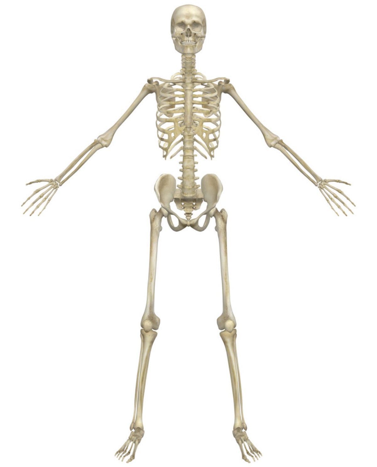 Skeleton