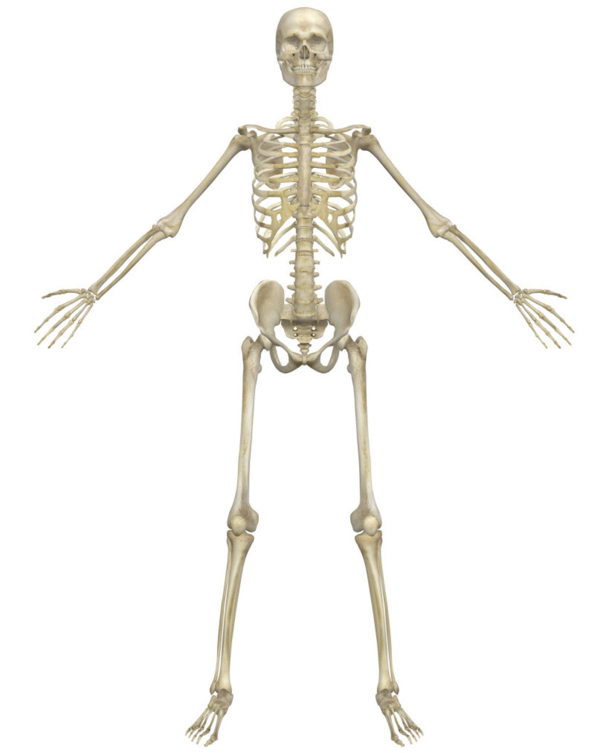 Skeleton