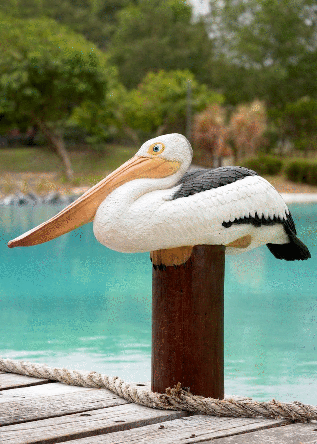 Sitting Pelican Bird on Post