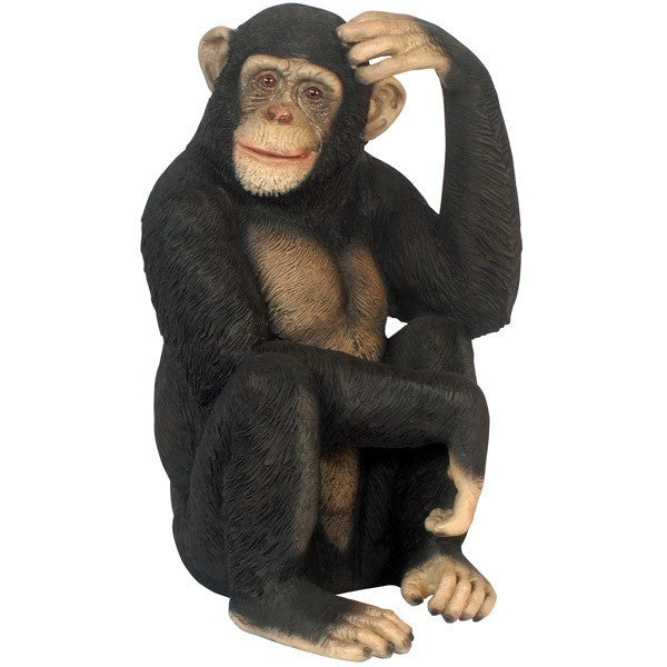 Sitting Chimpanzee