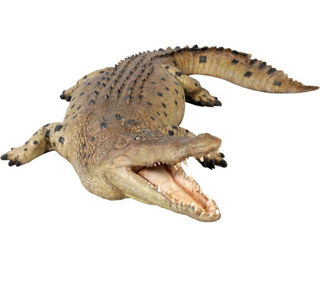 Crocodile