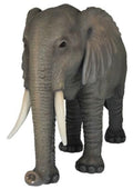 Adult Elephant