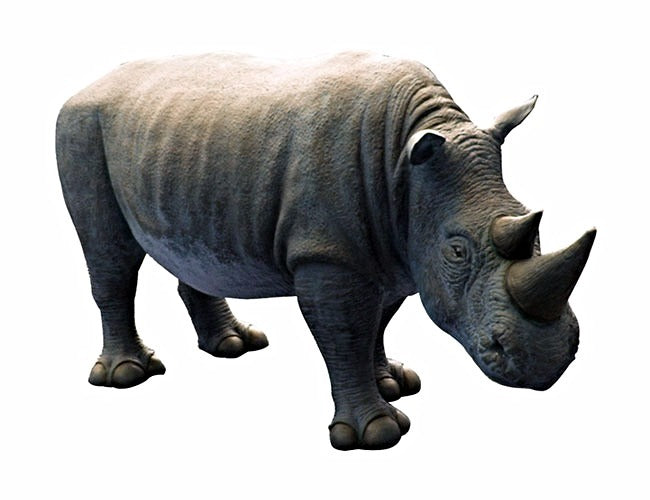 Rhino