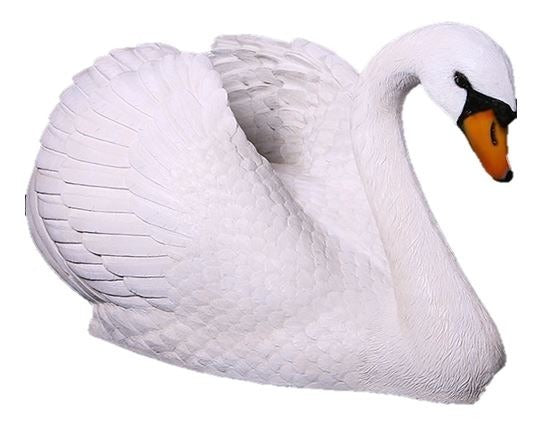 Swan