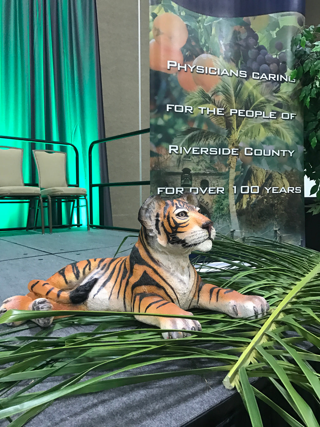 Laying Tiger Cub