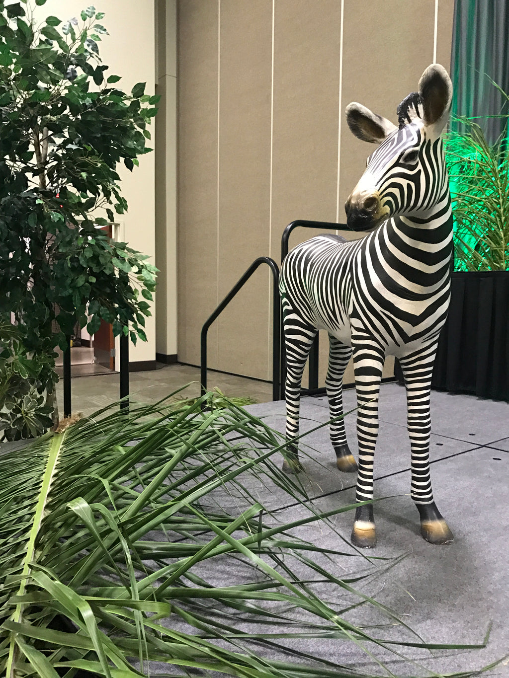Zebra