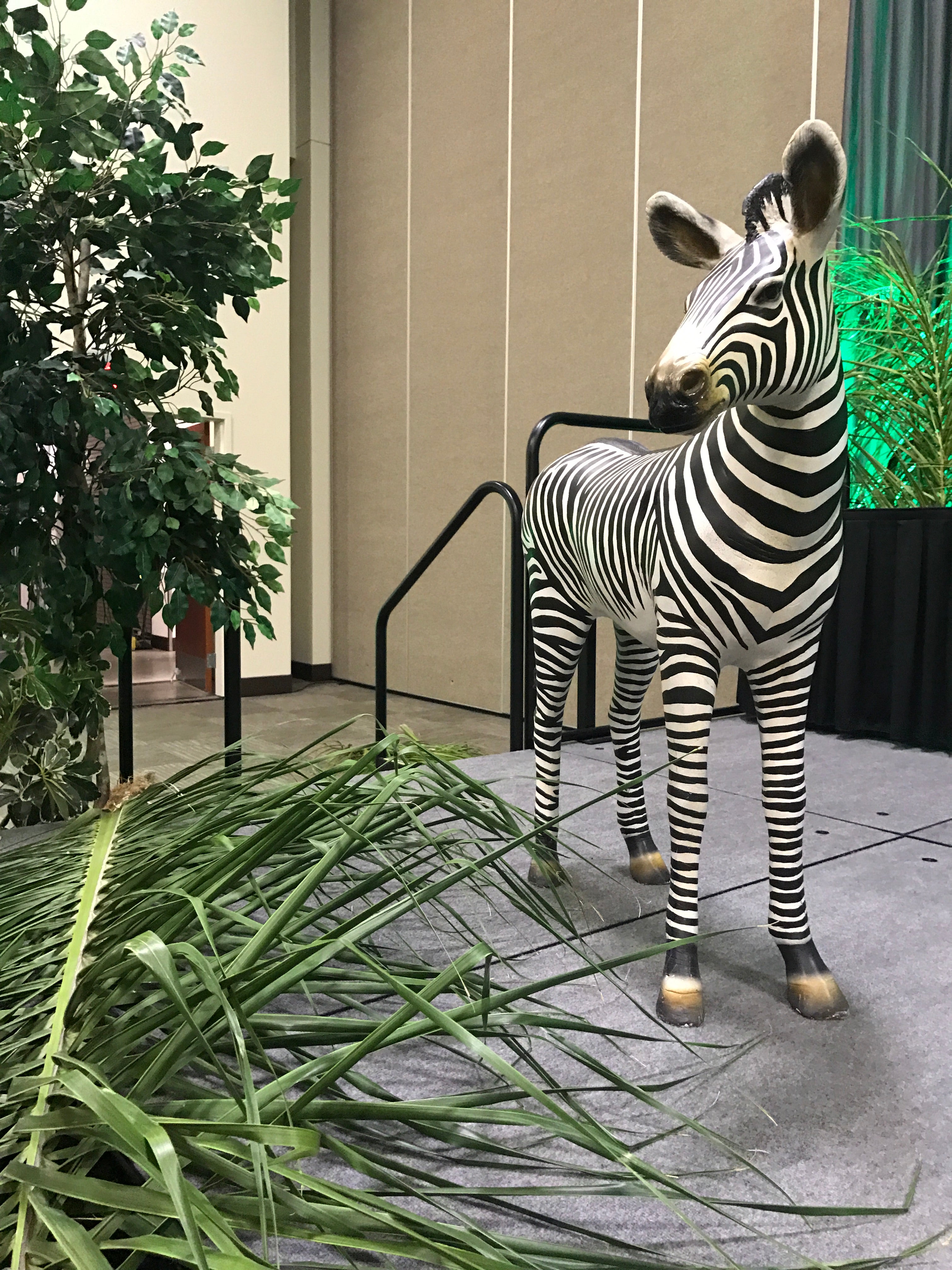 Zebra