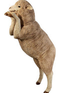 Standing Sheep