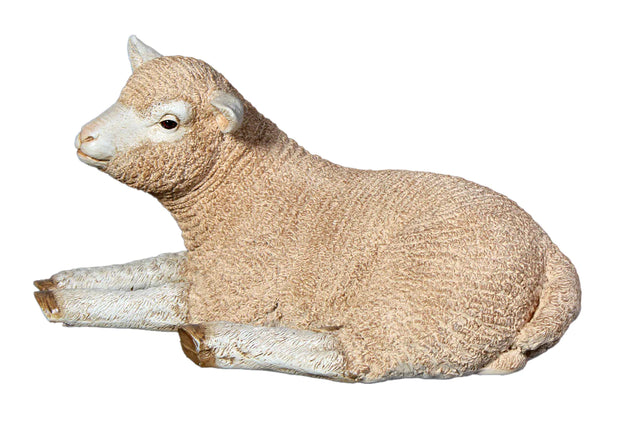 Laying Baby Sheep
