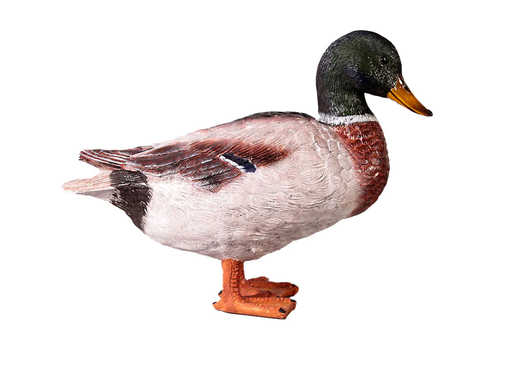 Duck