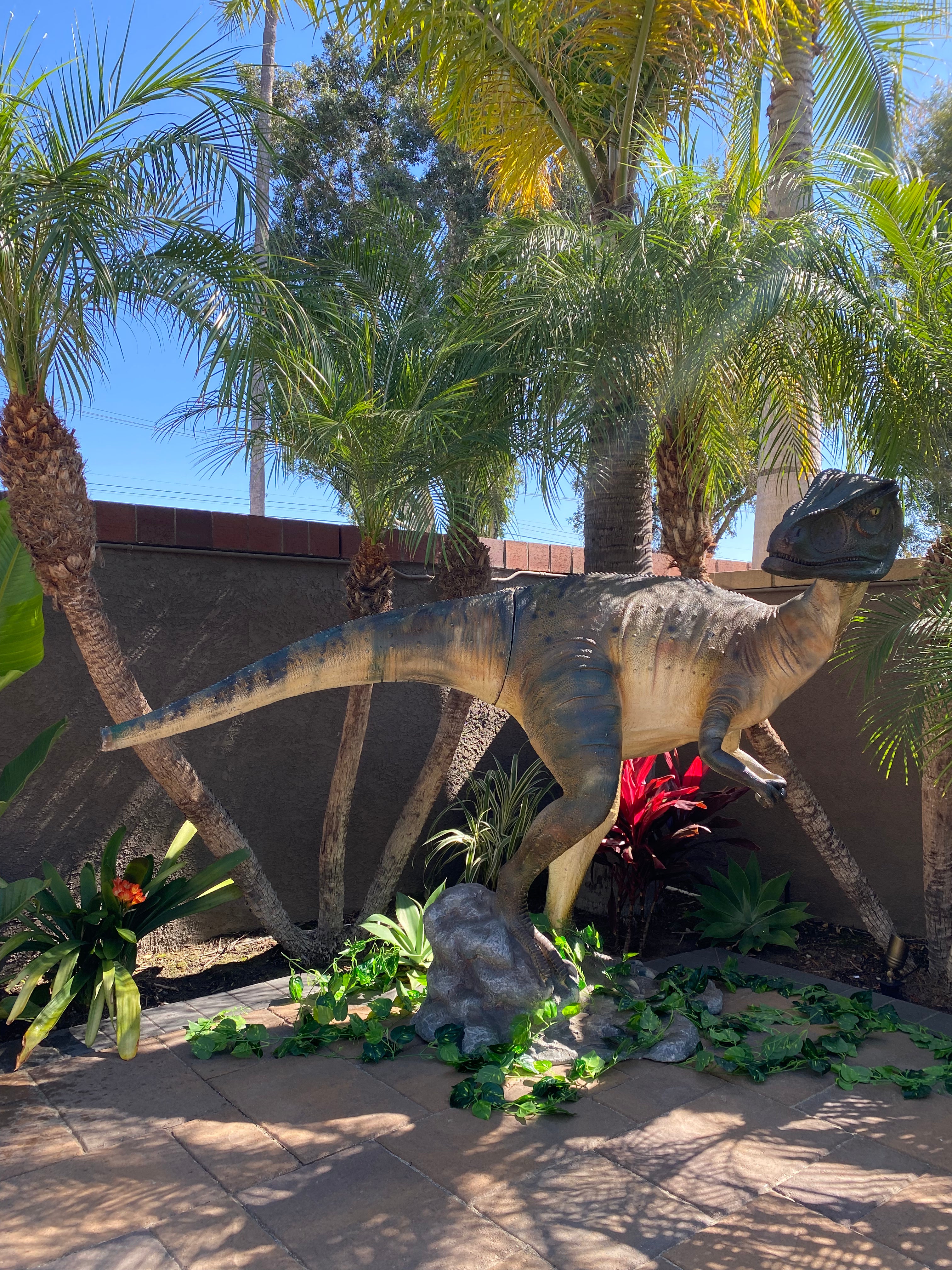 Head Turned Allosaurus Dinosaur