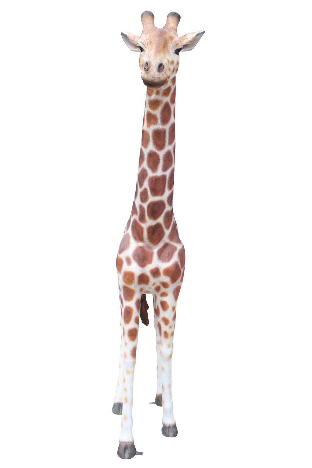 Adult Giraffe