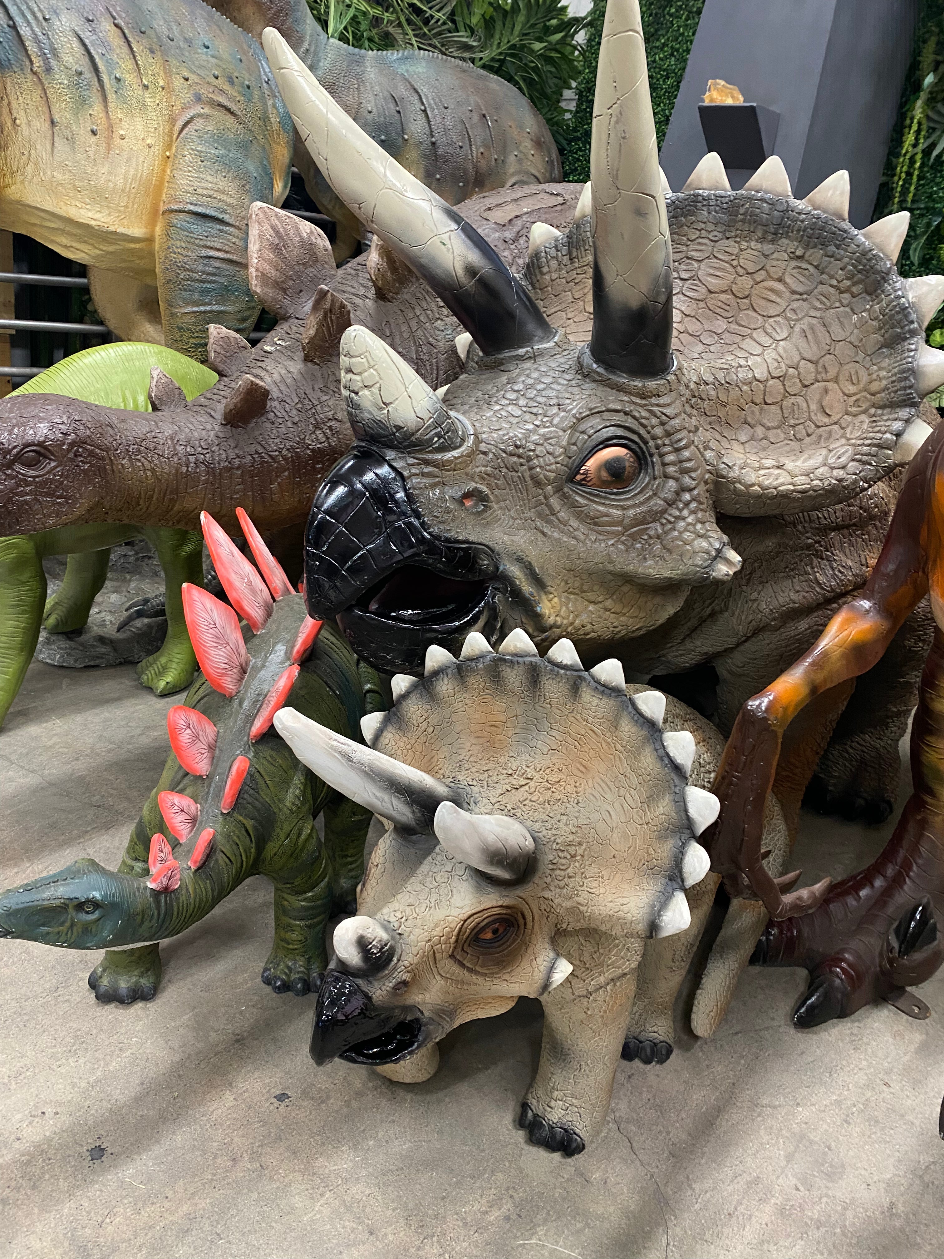 Baby Triceratops Dinosaur