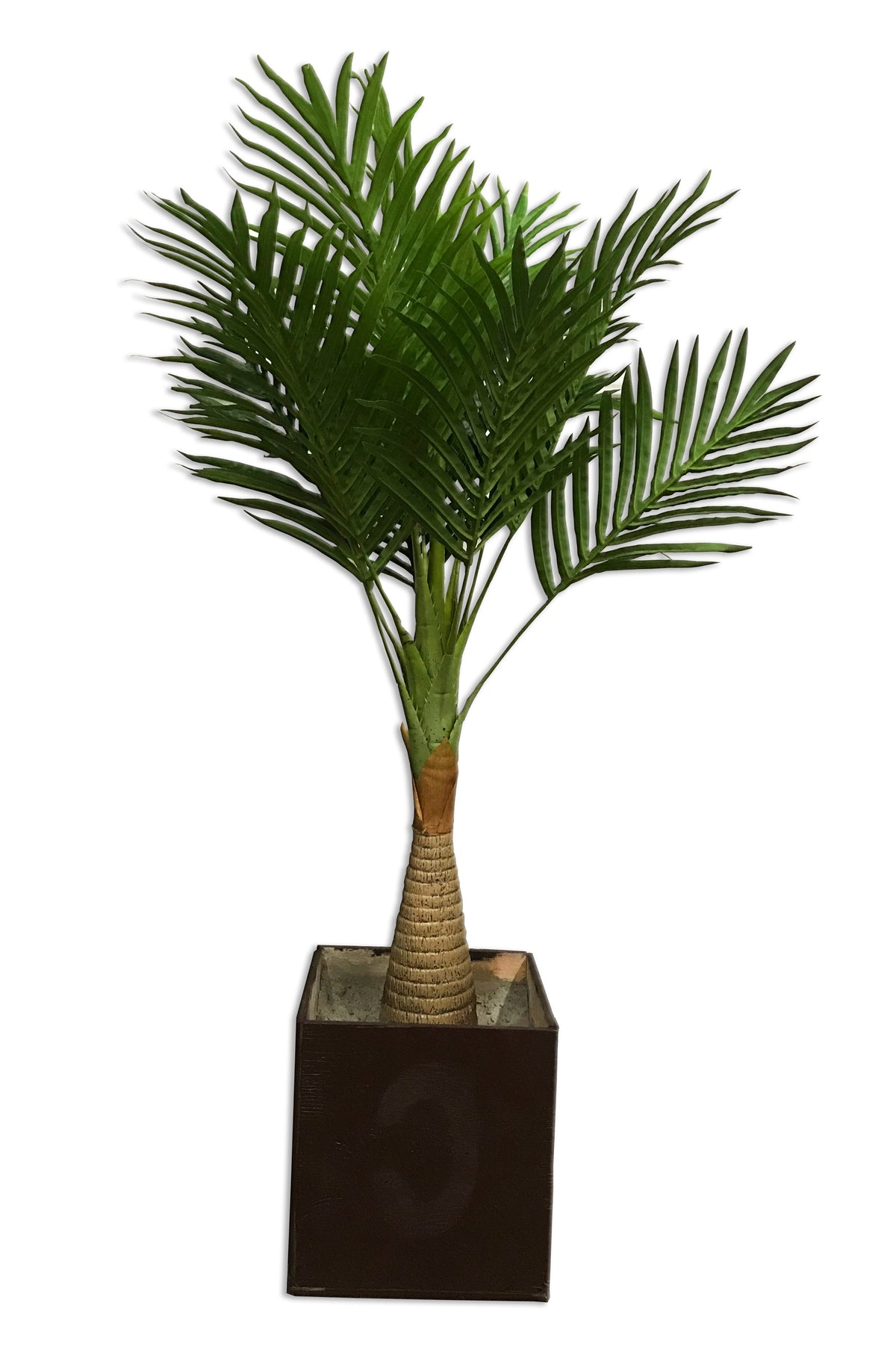 Palm Plant