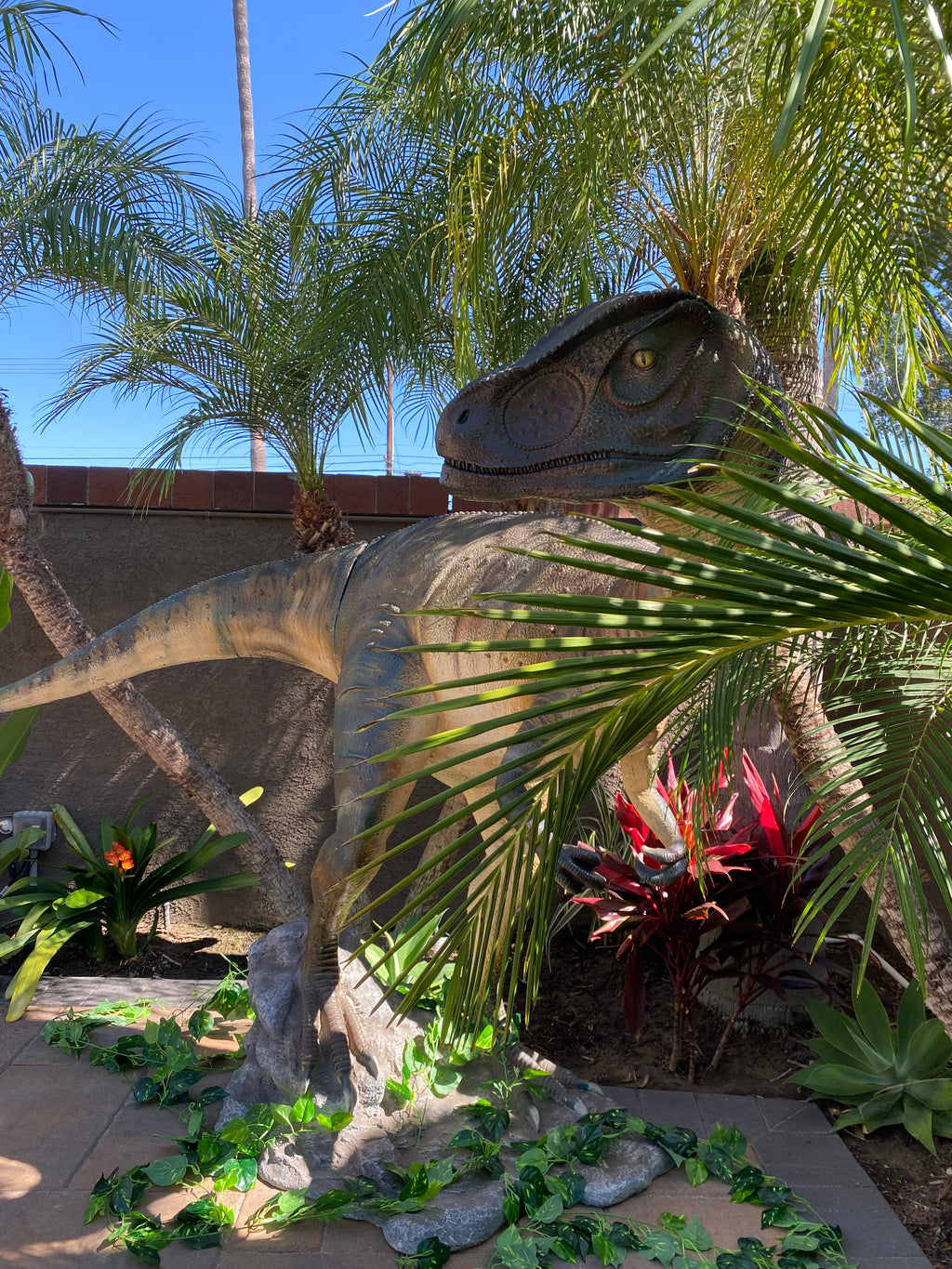 Head Turned Allosaurus Dinosaur