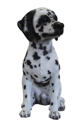 Dalmatian Dog