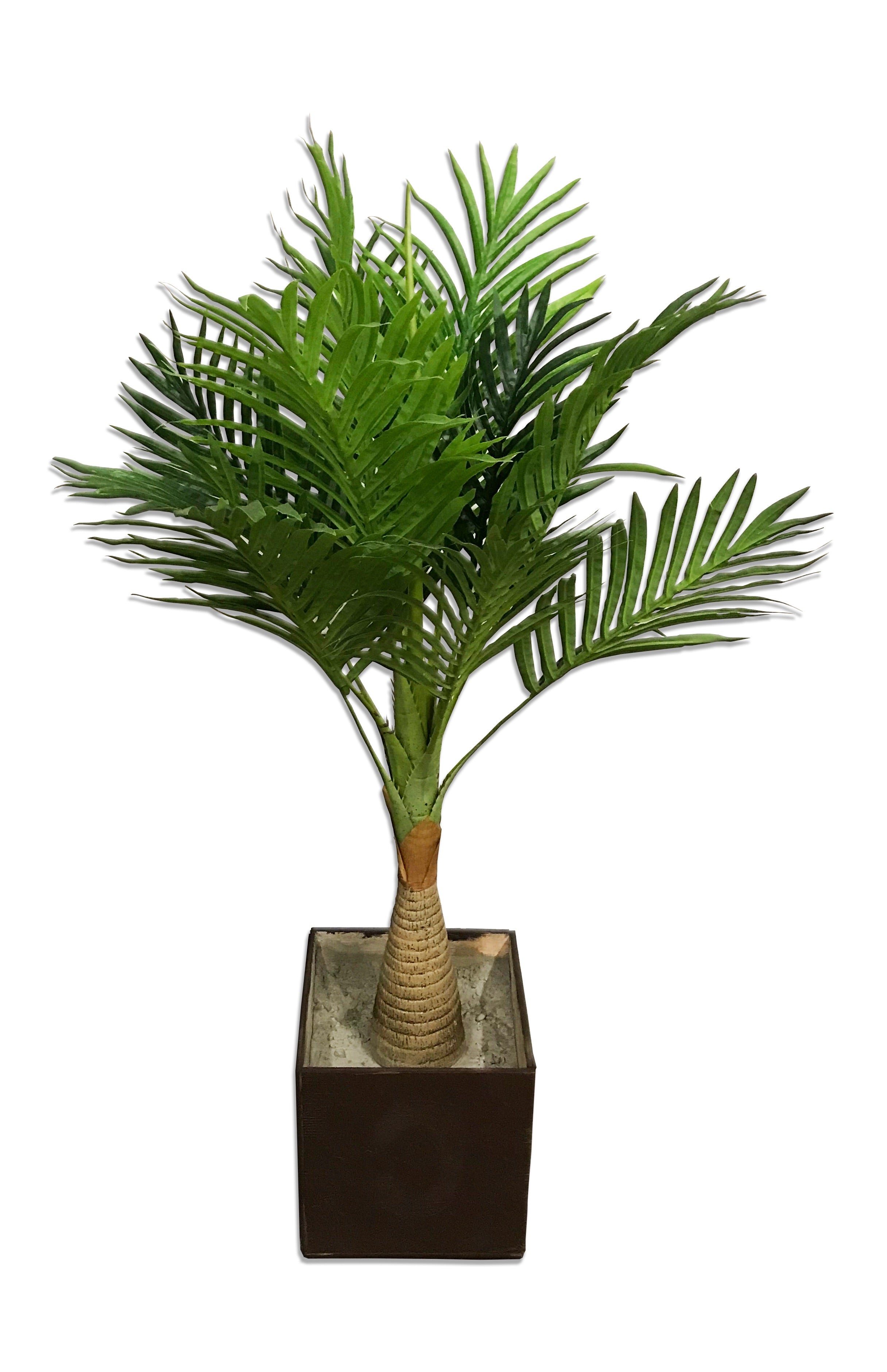 Palm Plant