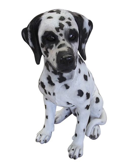 Dalmatian Dog