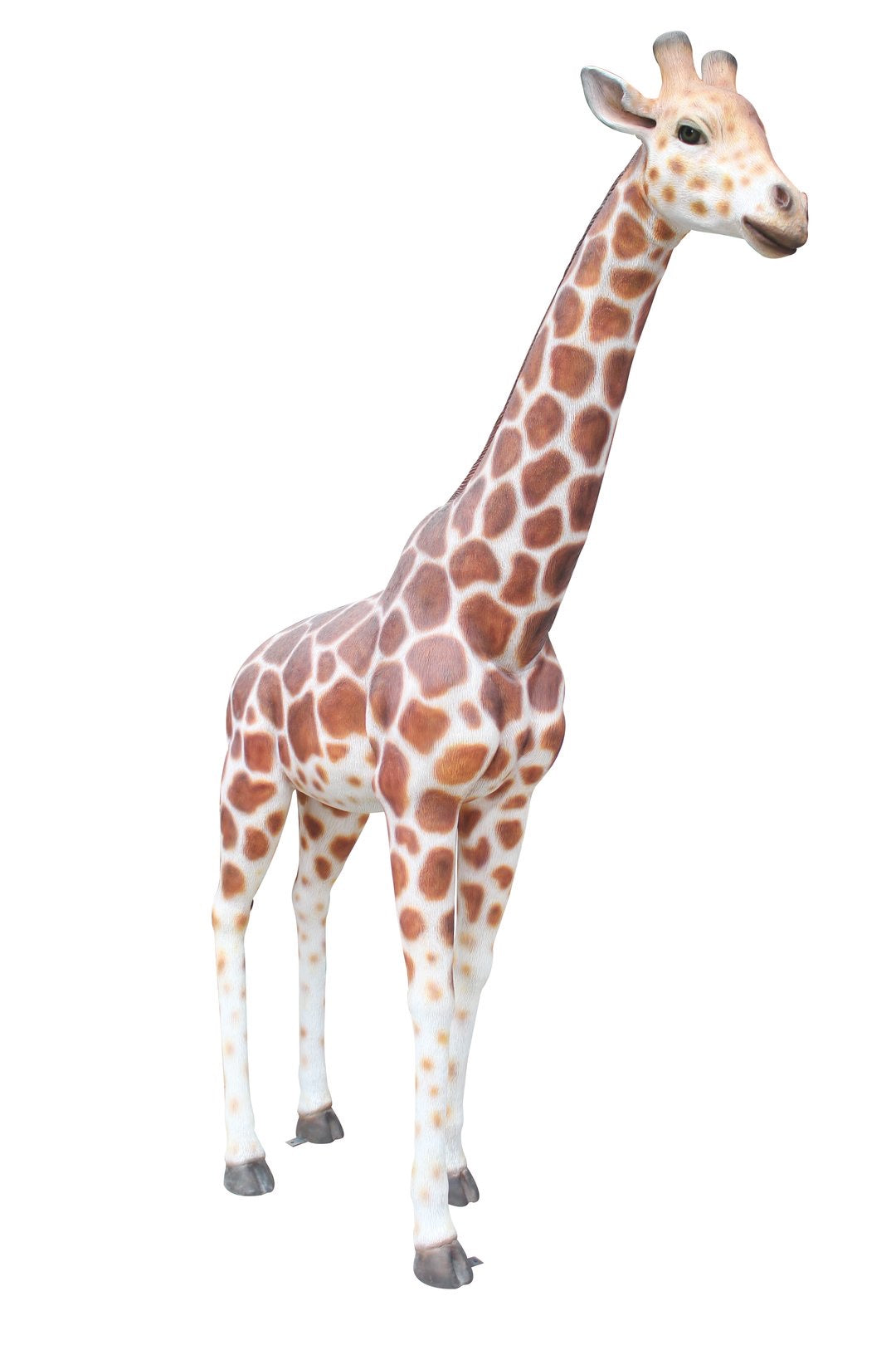 Adult Giraffe