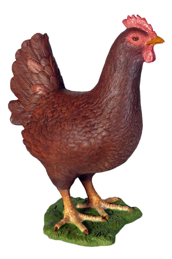 Red Chicken Hen