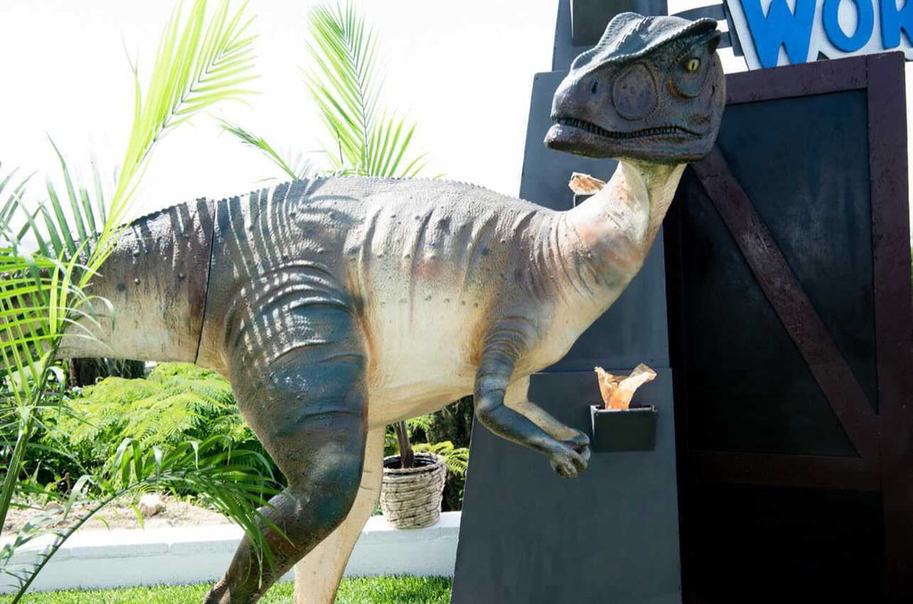 Head Turned Allosaurus Dinosaur