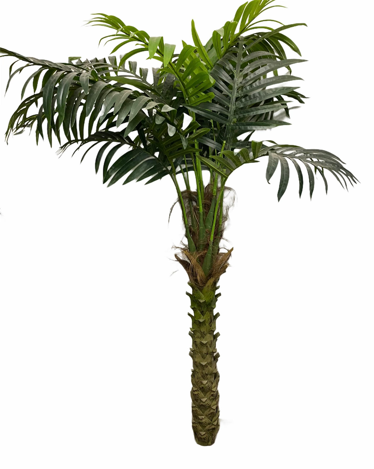 Tropical Palm Tree