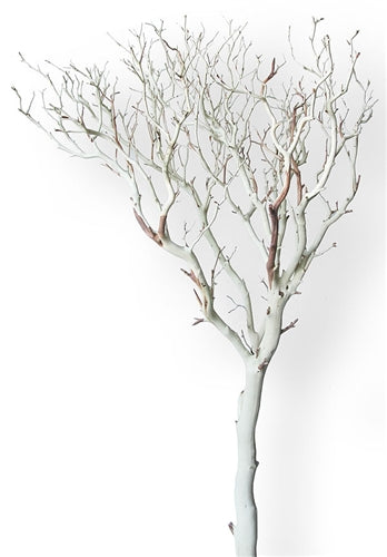 White Manzanita Tree