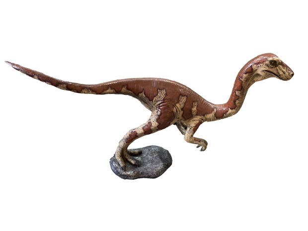Baby Velociraptor Dinosaur