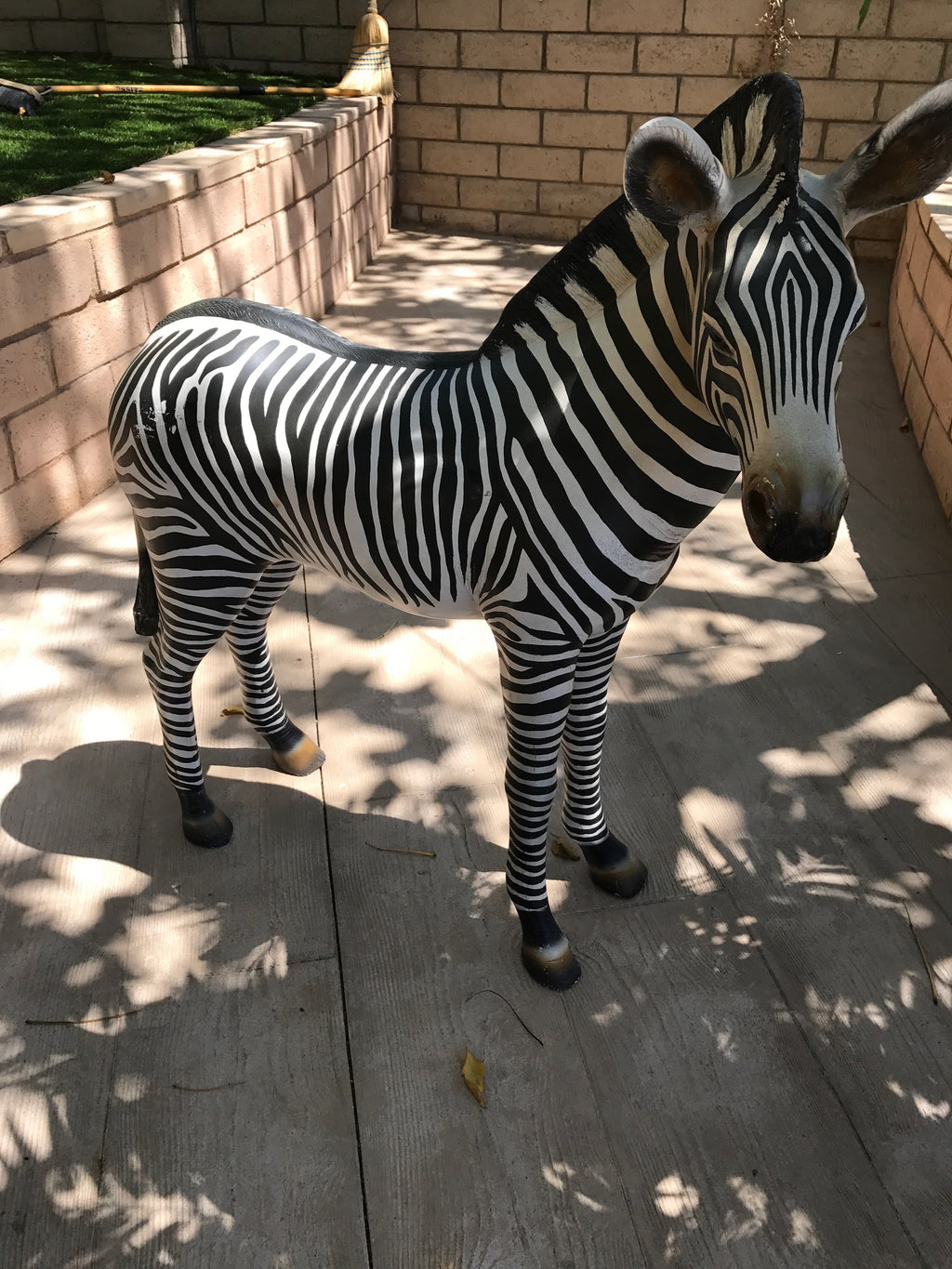 Zebra