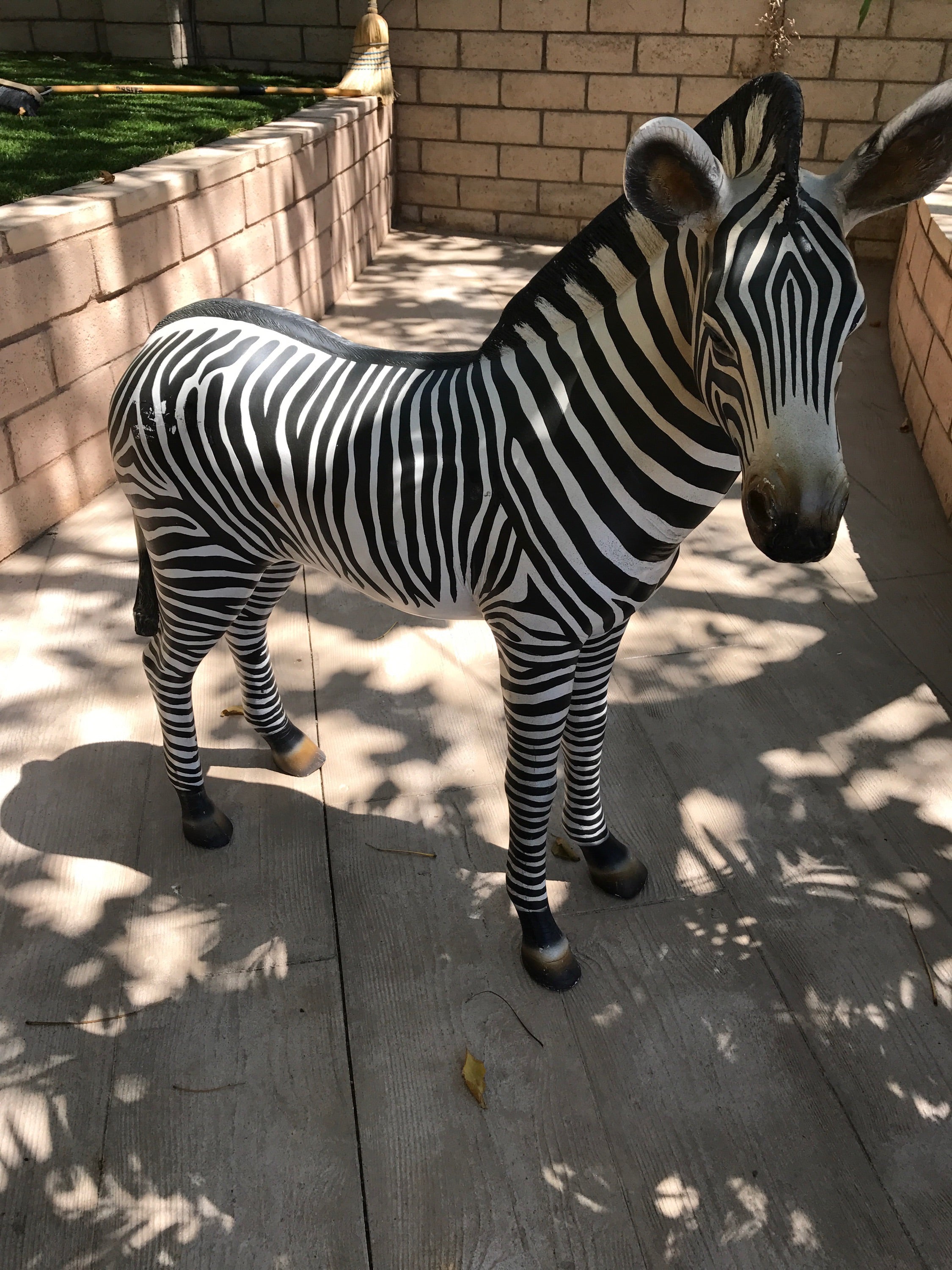 Zebra