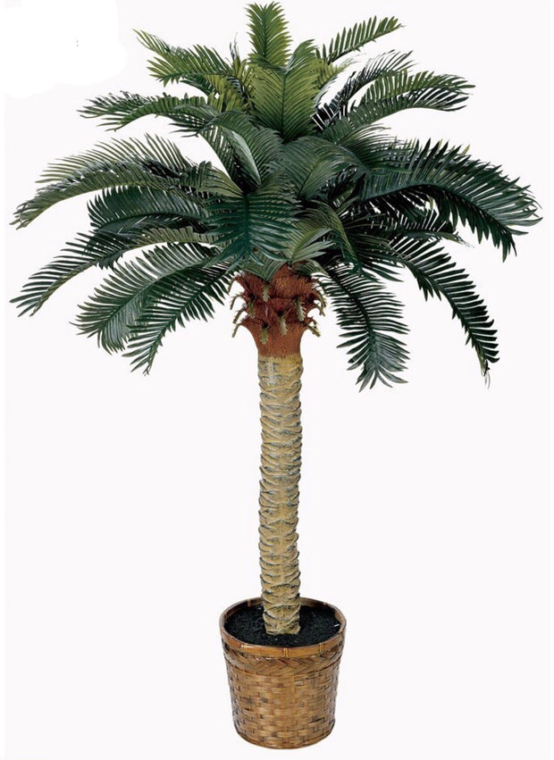 Texas Palm Tree