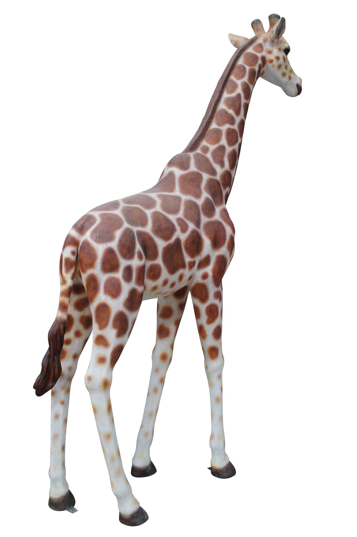 Adult Giraffe